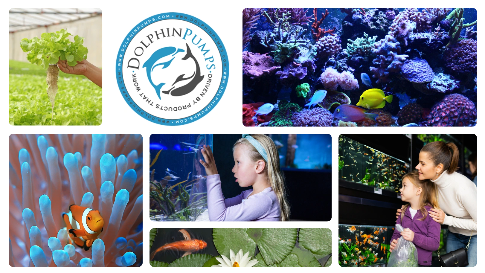 Photos showing aquarium, koi pond,  hydroponic, and reef systems
that use dolphin pump