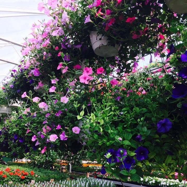 Jakes Greenhouse Inc. Greenhouse/Nursery, Christmas Trees/Wreaths