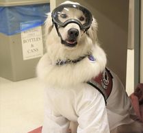 Service Dog Sampson in laboratory protective gear. Image taken by Doris Dahl/Beckman Institute.