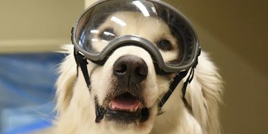 Service Dog Sampson in laboratory protective gear. Image taken by Doris Dahl/Beckman Institute.