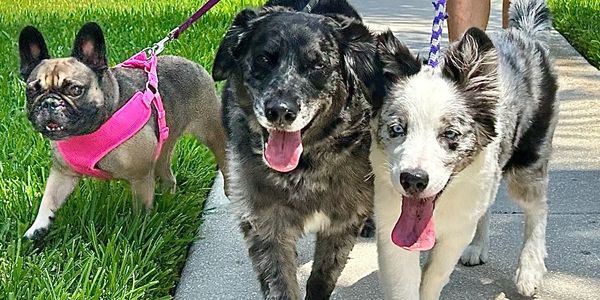 The best Dog Walker in town!
