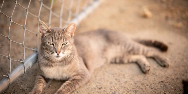 A gray cat lying on the ground next to a chain-link fence.