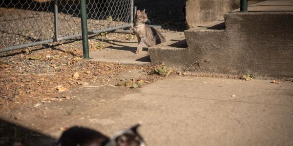 A cat sitting on a concrete step in a sunny yard.