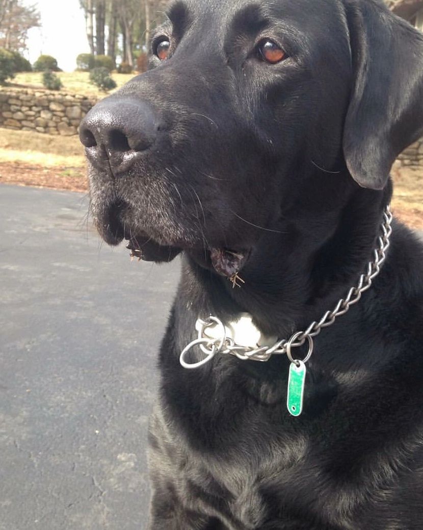 Concept inspired by the best boy in the world, Stanley 💕