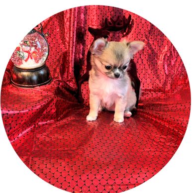 Small Chihuahua with Brwon and white fur sits on vibrant red shiny cloth.

