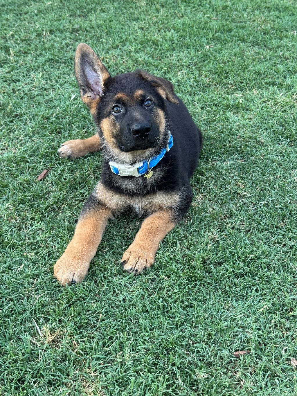 German Shepherd puppy lying on grass with one ear up.