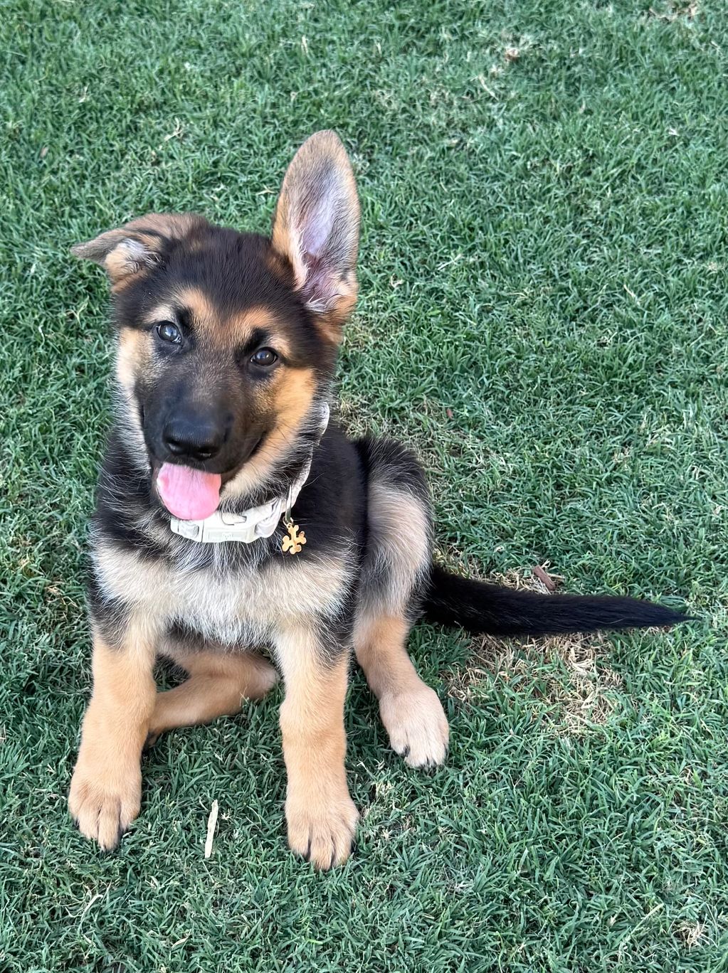 Playful German Shepherd puppy sitting on grass.