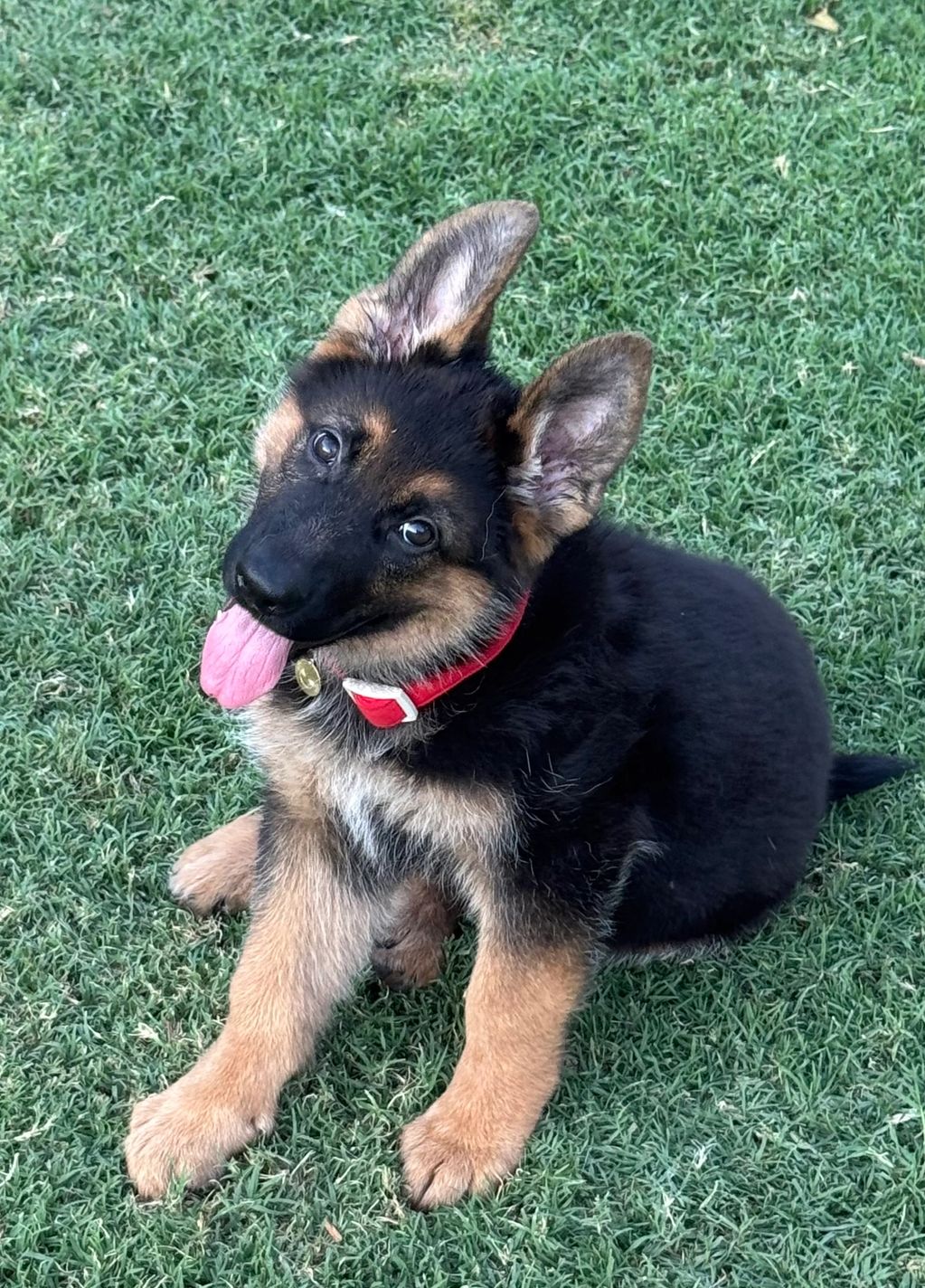 Playful German Shepherd puppy sticking out tongue