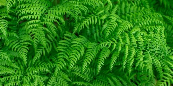 Lush green fern leaves with detailed patterns.