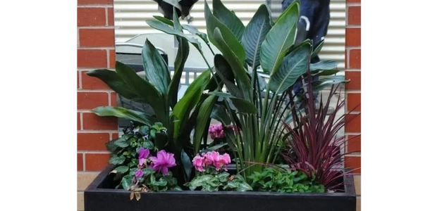 A variety of lush green and flowering plants in a black rectangular planter.