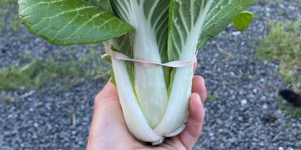 Fresh bok choy held by a hand outdoors.