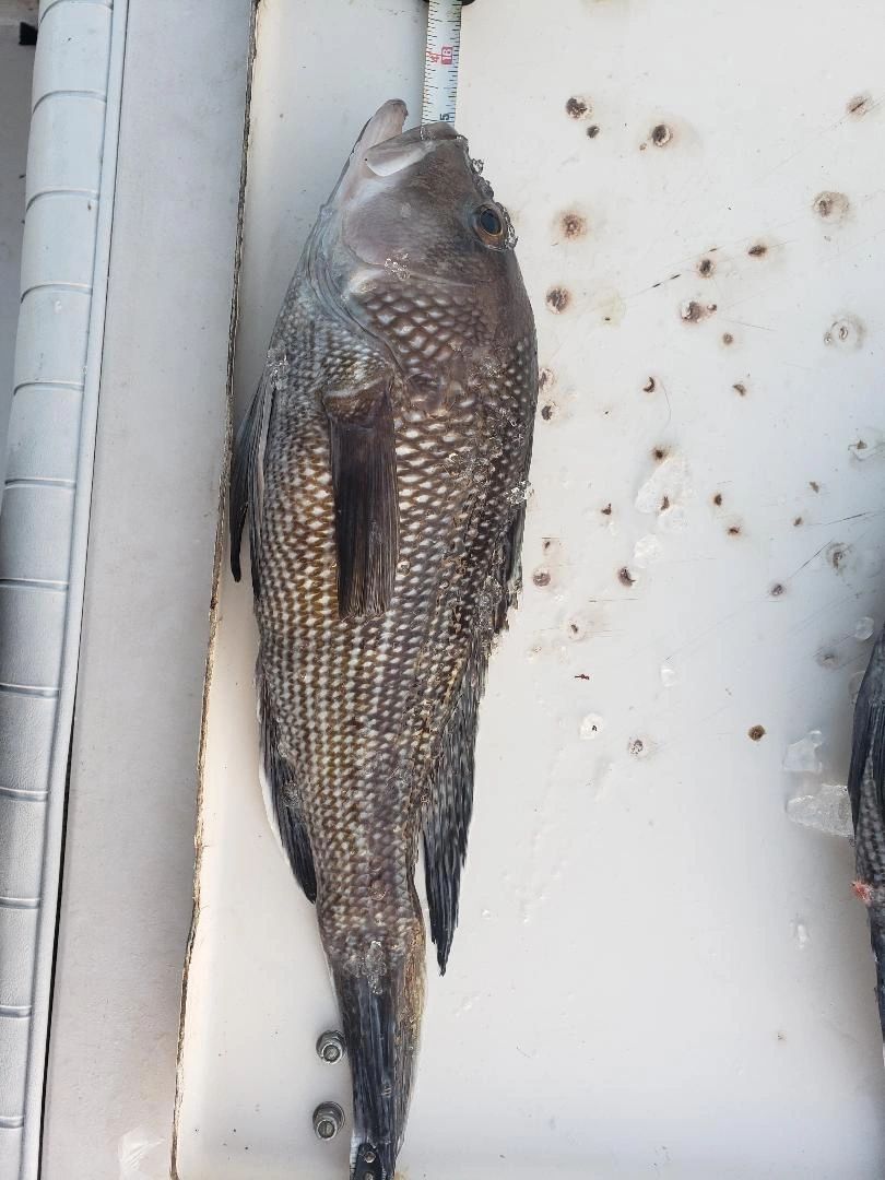 Grouper and Sea Bass 10 mile Box Cars