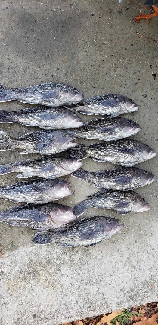 Sea Bass still here in keeper sizes