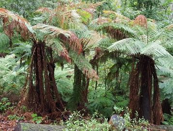 Fern Gully, Pirianda Gardens, Dandenong Ranges VIC