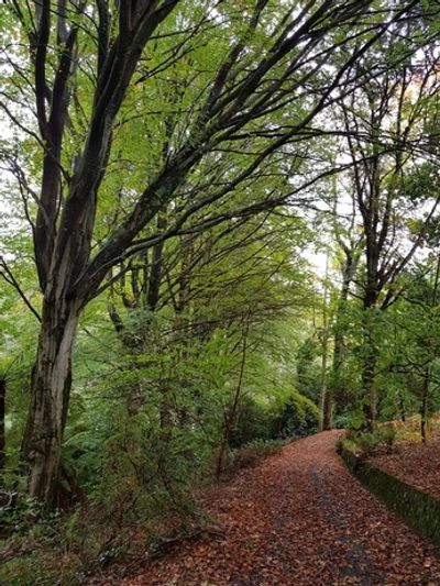 Pirianda Gardens, Dandenong Ranges, VIC