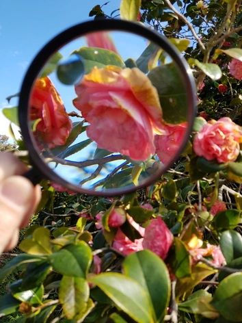 Close-up using a magnifying glass
Royal Botanic Gardens, Melbourne, VIC