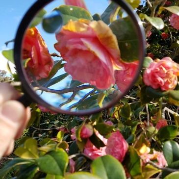 Close-up using a magnifying glass
Royal Botanic Gardens, Melbourne, VIC