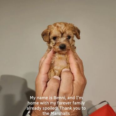 My name is Benni, and I’m home with my forever family already spoiled! Thank you to the Marshalls