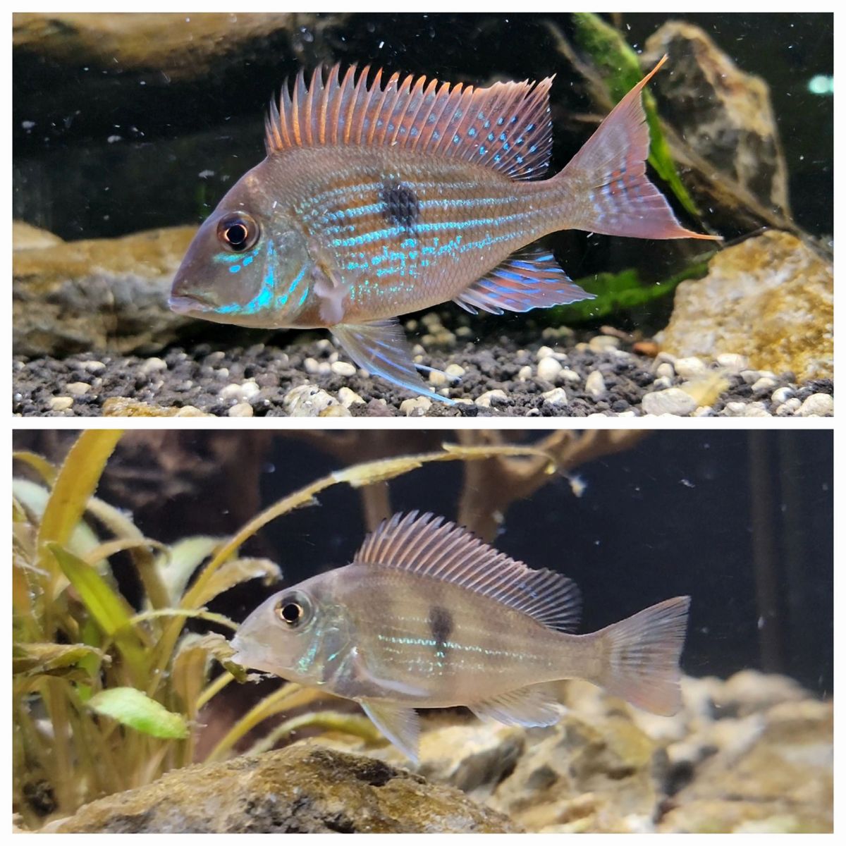 Geophagus sveni haltung