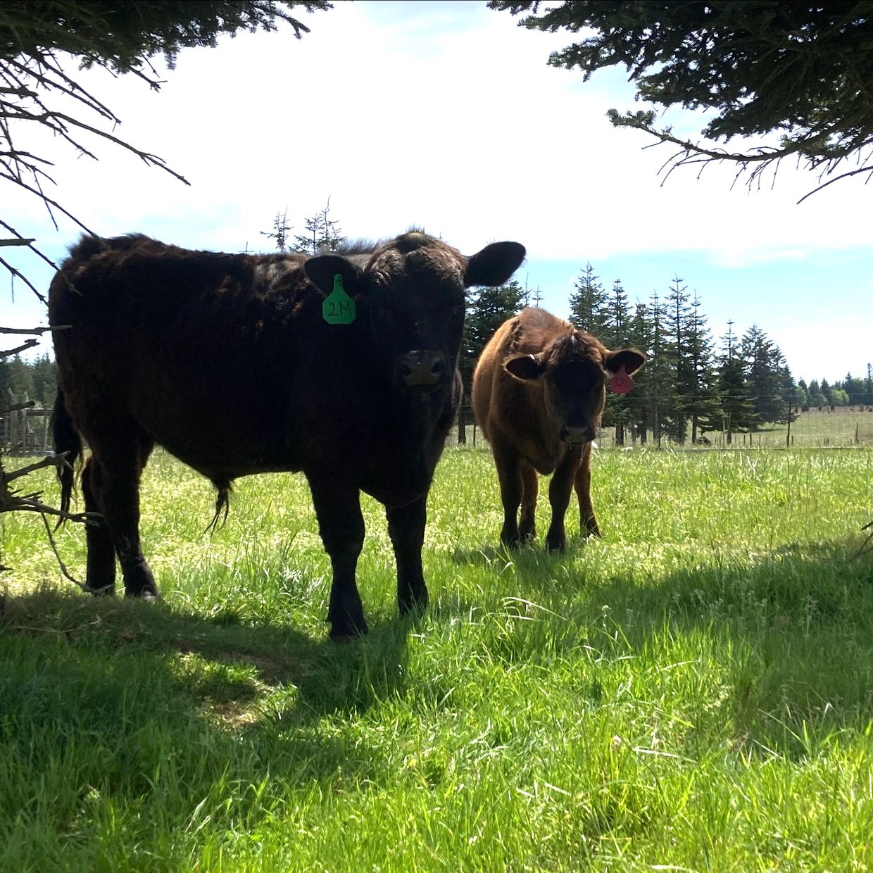 Two cows standing in a sunny grassy field framed by trees.