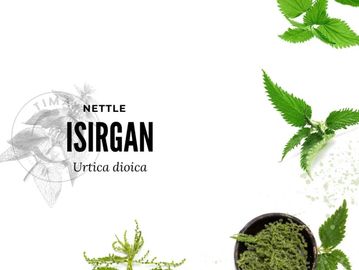 ısırgan otu ekstraktı