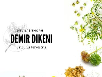 demir dikeni ekstraktı