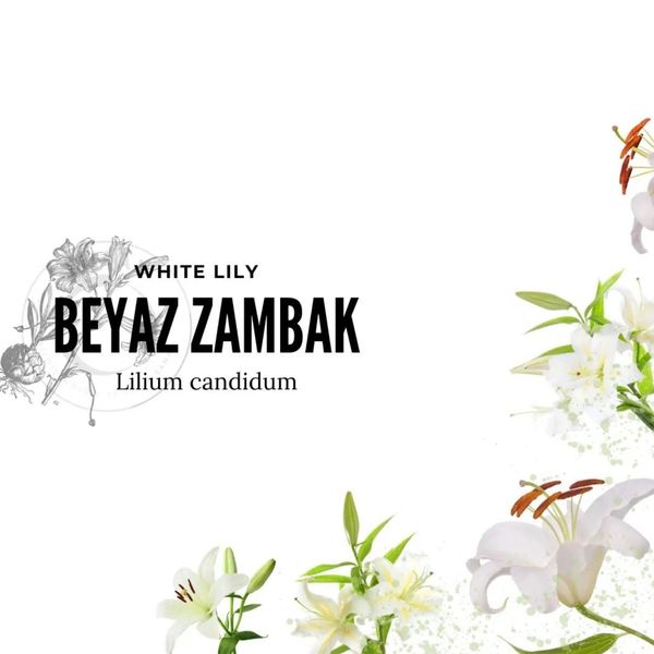 Beyaz zambak ekstraktı