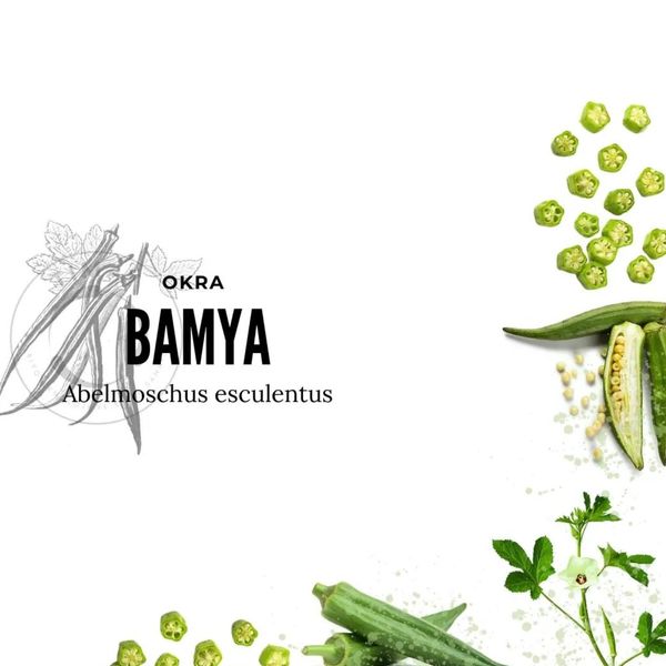 Bamya ekstraktı