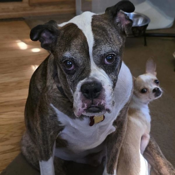 Two dogs sitting close together, one large and one small.