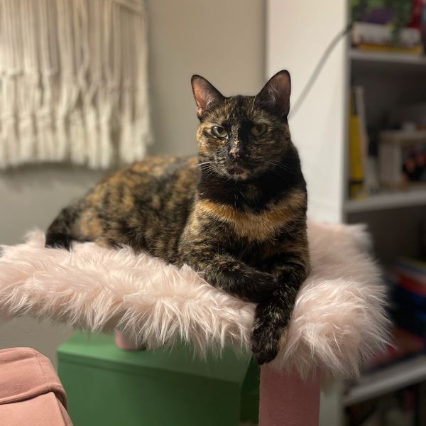 Tortoiseshell cat lounging on a fluffy pink perch.
