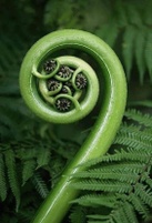 Fern therapies