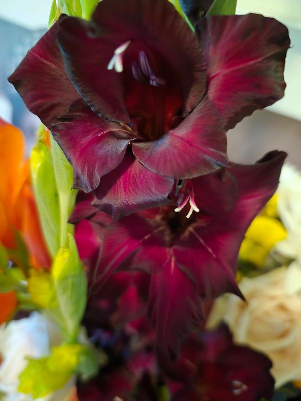 Deep purple Gladiolus