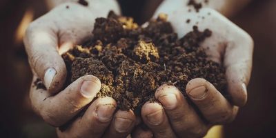 Hands holding rich, dark soil outdoors.