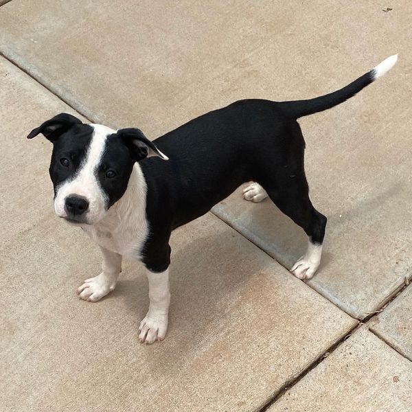 Black and white puppy standing on concrete.