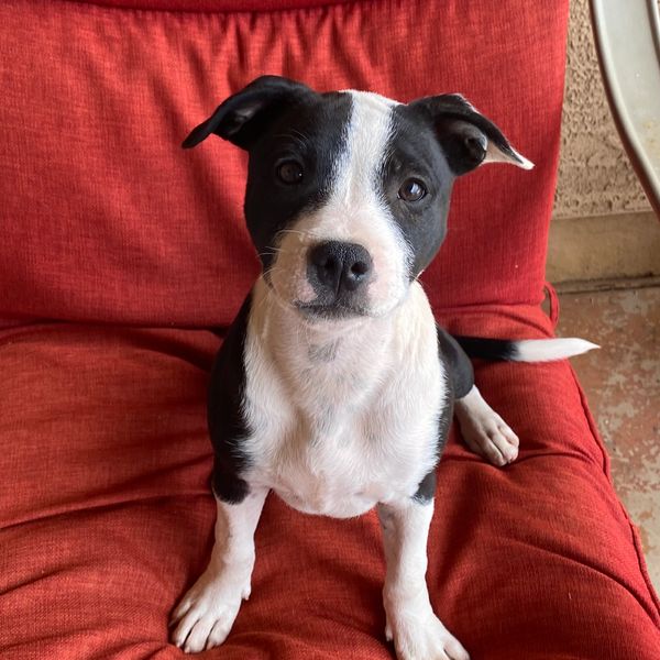 Black and white puppy sitting on red couch.