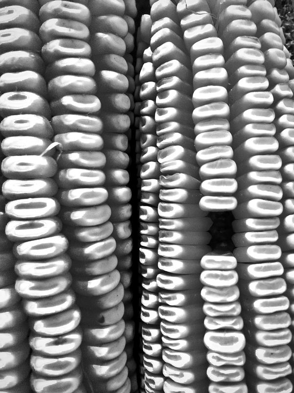 Close-up of corn kernels in black and white.