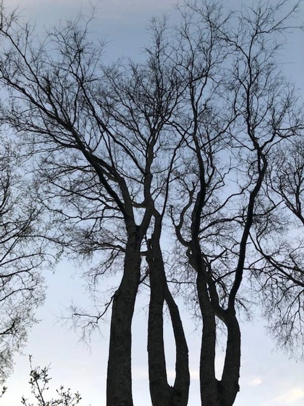 Tall leafless trees against a clear sky.
