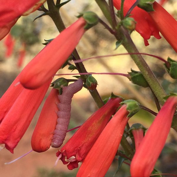 Penstemon Utahensis (Red Cliffs National Conservation Area)