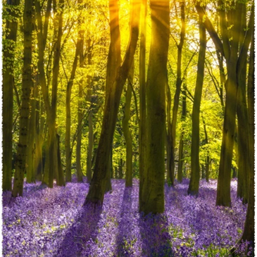 Lumière qui perçant la forêt 