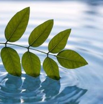 Une branche avec feuilles  touchant l'eau 