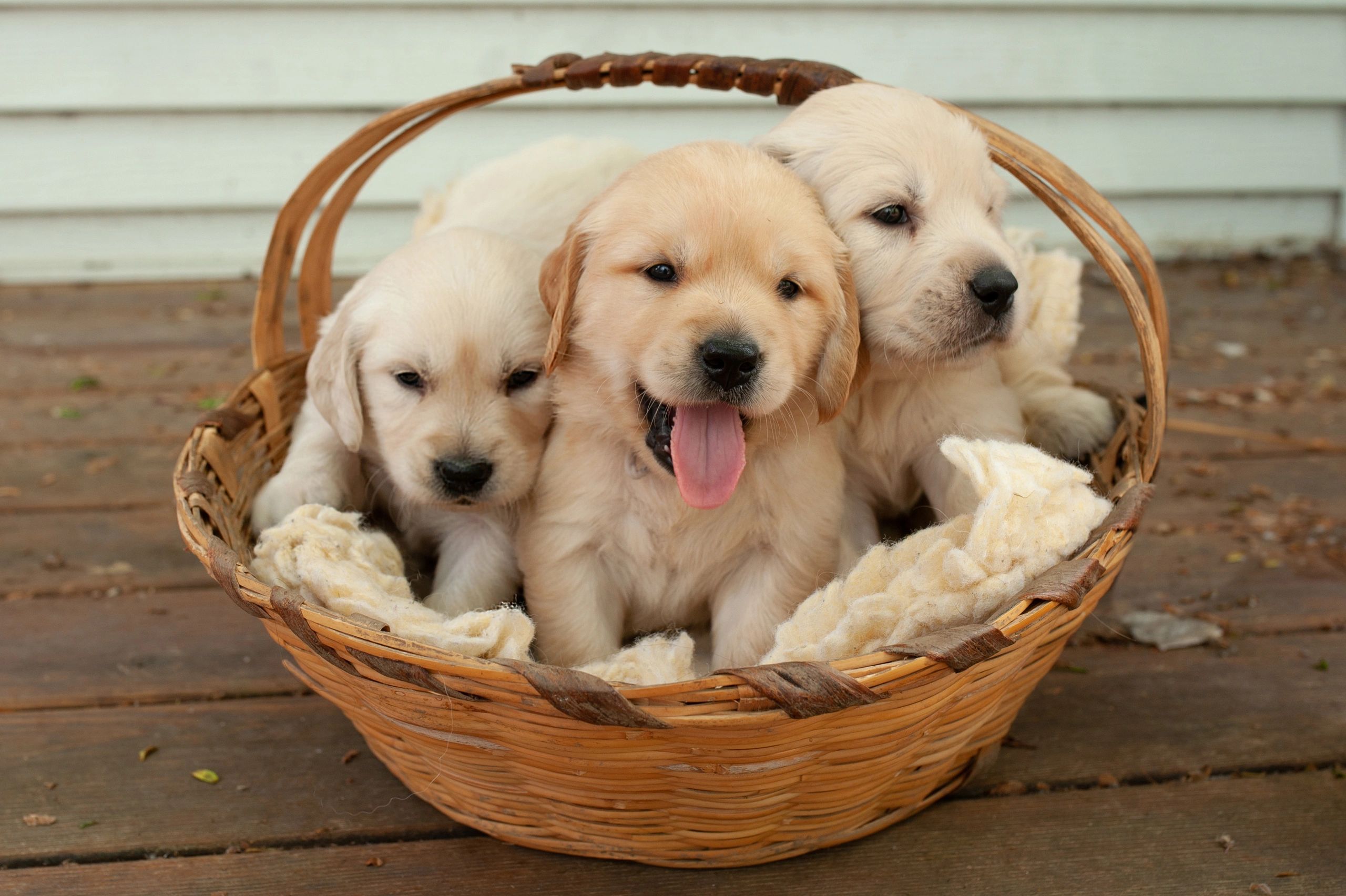 Our Puppies