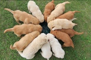 how can you tell what color a golden retriever puppy will be