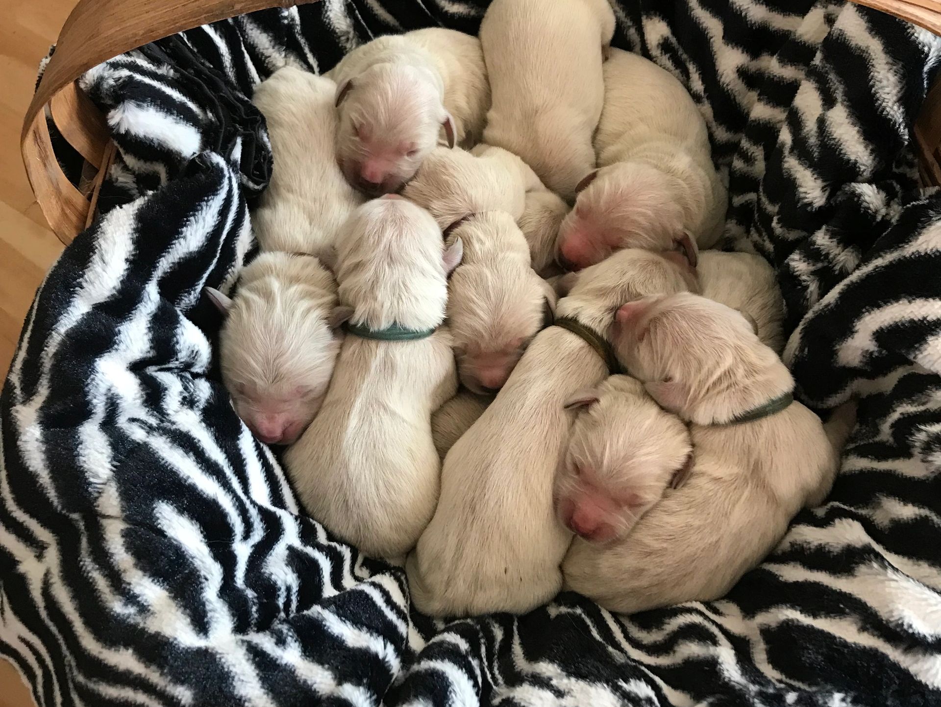 Golden Retriever Puppies for Sale in North Dakota
