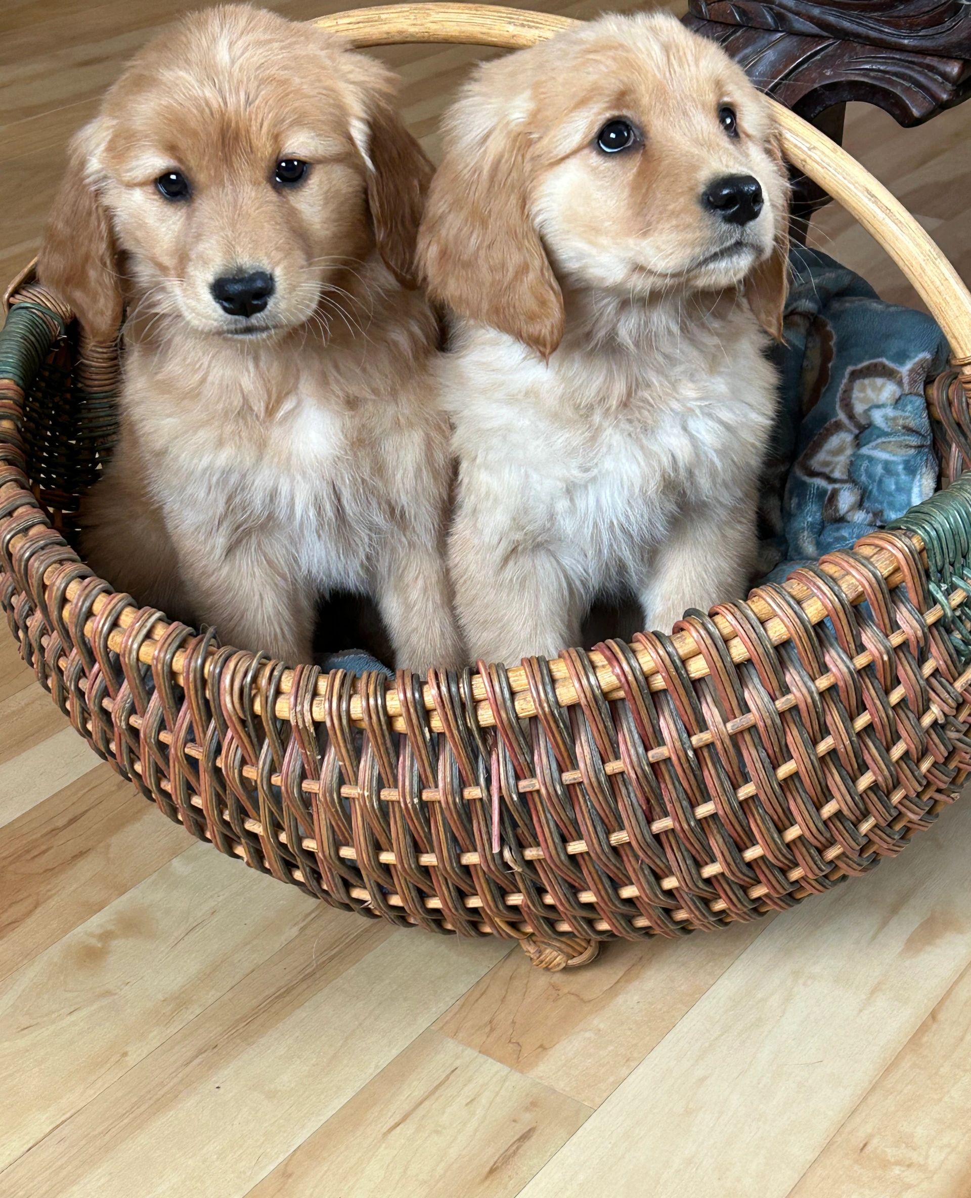 dogs golden retriever puppies