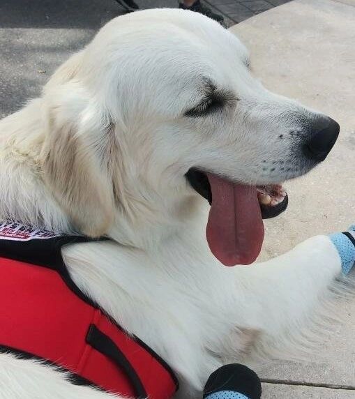 What Breed Is Markipliers Dog Chica