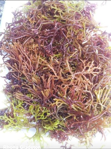 Full Spectrum wildcrafted sea moss from St. Lucia. Seen here is green, gold and purple sea moss. 