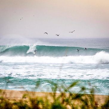 Beautiful photo of an overhead clean wave, but also showing the the sandy dunes and seaoats on the b