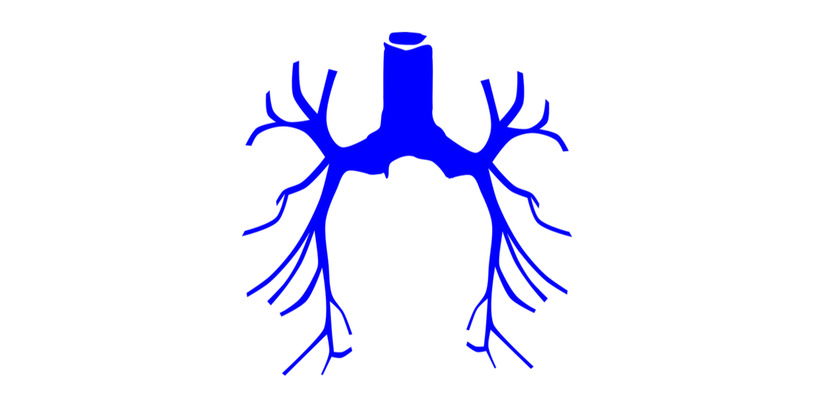blue illustration of the bronchial tube structure 