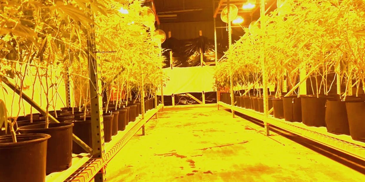 inside the grow