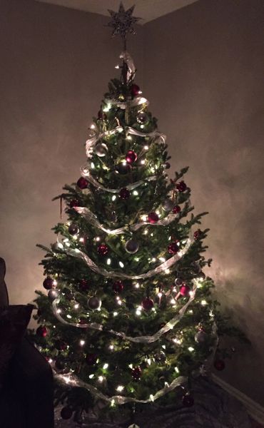 6' No.1 Grade Fraser Fir Christmas Tree